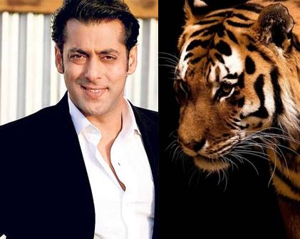 Salman Khan with Bengal Tiger