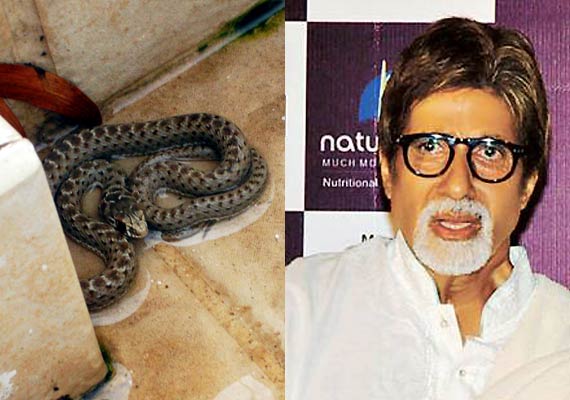 Snake in Amitabh Bachchan's Jalsa