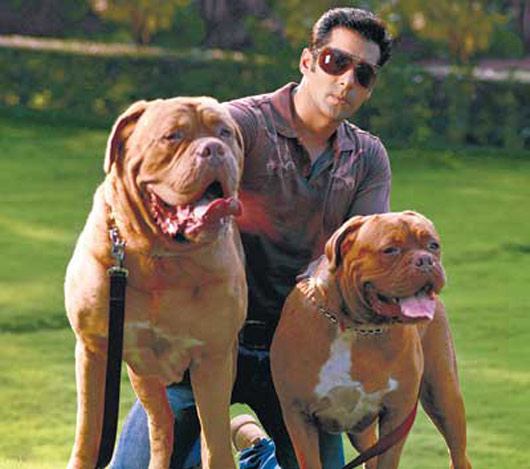 Salman Khan with his dogs