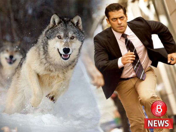 Salman Khan wolves