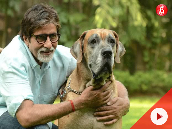 Amitabh Bachchan pet dog