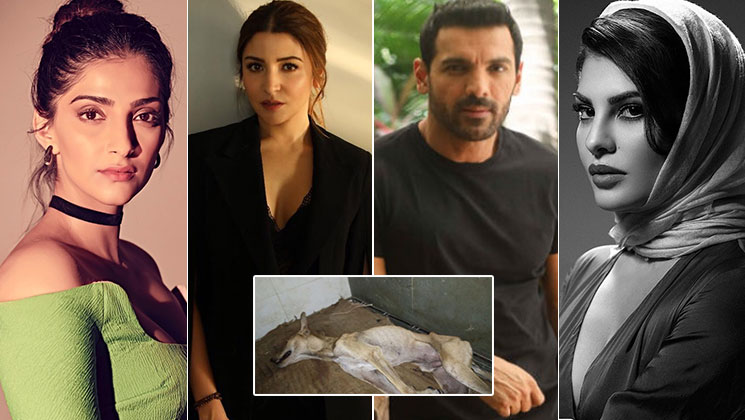 Sonam Kapoor files FIR; Anushka, John, Jacqueline jump in to demand justice for cruelty on a street dog