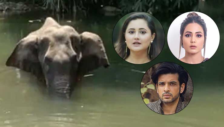 TV celebs pregnant elephant