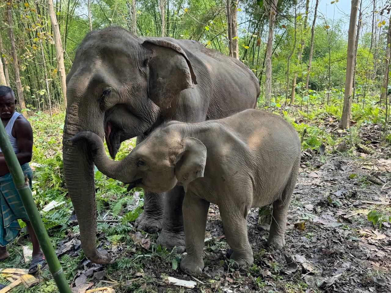 Elephant Pratima and her calf