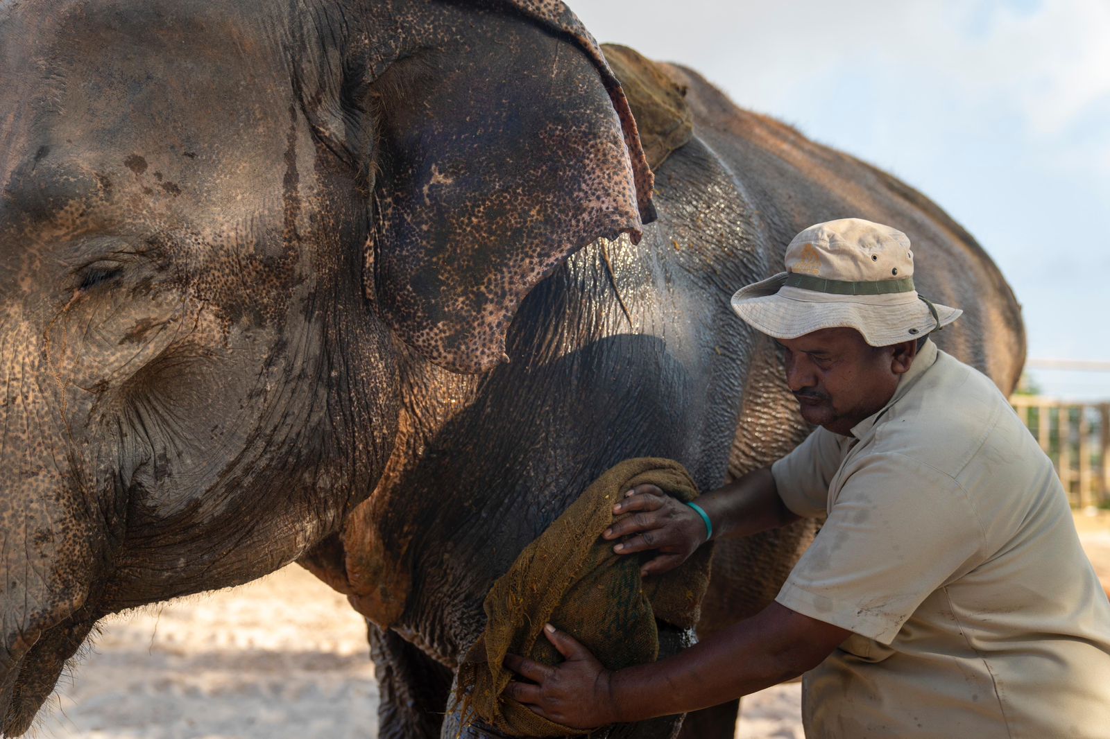 Vantara staff take care of Elephant Pratima
