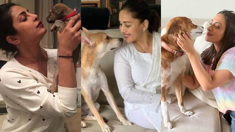 international dogs day, priyanka chopra, madhuri dixit,