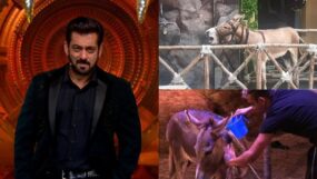 bigg boss 18, gadharaj, donkey max, bigg boss 18 donkey,